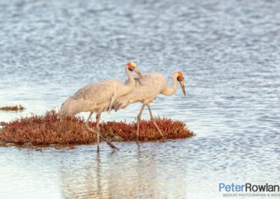 A pair of Brolgas feeding on a wetland area of the Western Treatment Plant in Victoria