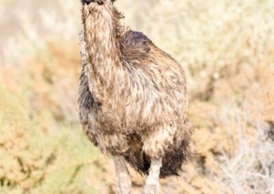 Emu standing at the edge of a billabong in the desert waiting to take a drink