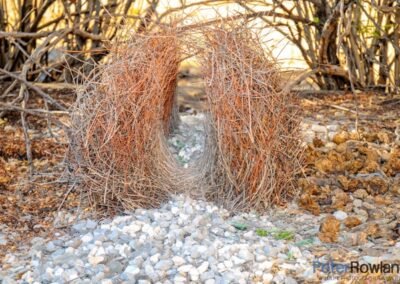A Great Bowerbird Bower