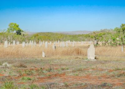 Magnetic Termites (Amitermes meridionalis) mounds scattered throughout a grassland