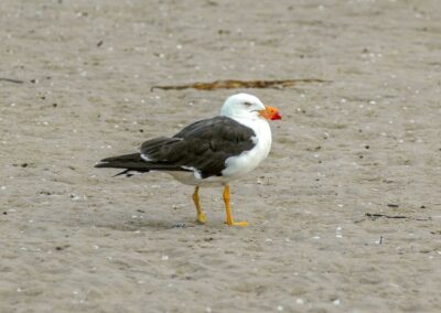 Pacific Gull with distinct yellow and red bill on sandy beach, photographed by Peter Rowland