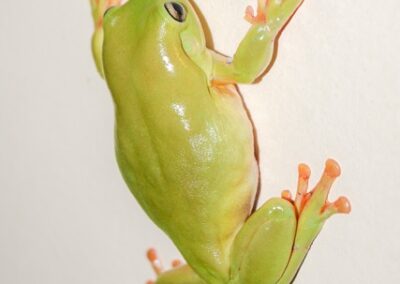 Green Tree Frog climbing up a bathroom wall