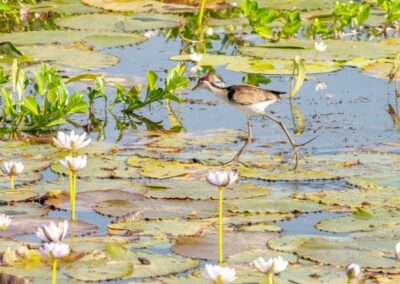 A Comb-crested Jacana running on lily pads