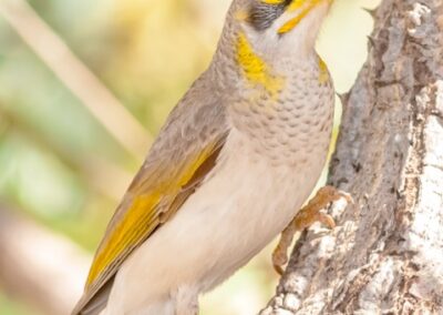 A Yellow-throated Miner clinging to a tree trunk