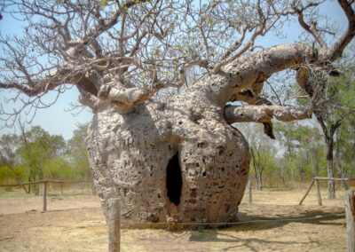 Boab Prison Tree