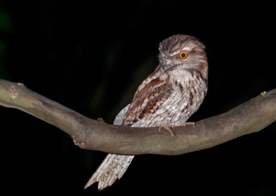 A Tawny Frogmouth perched on a thick branch