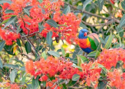 A Rainbow Lorikeet among rich red flowers