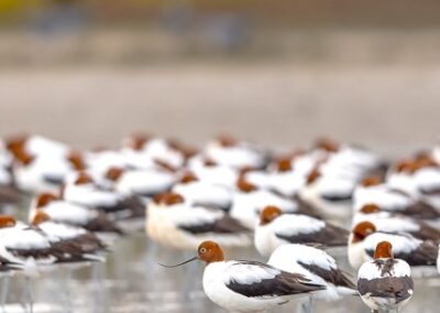 A Red-necked Avocet flock wading in shallow water