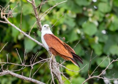 A Brahminy Kite perched on a small branch