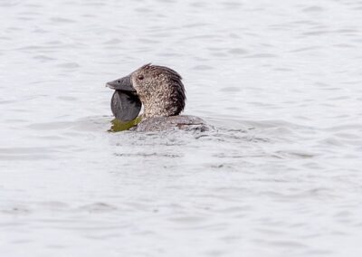 Musk Duck
