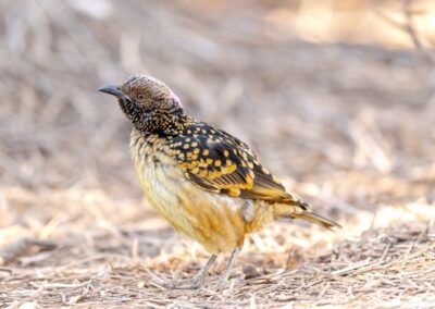 A Western Bowerbird on the leaf-littered ground