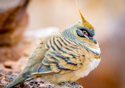 Close up of a Spinifex Pigeon, which was warming itself up in the morning sun