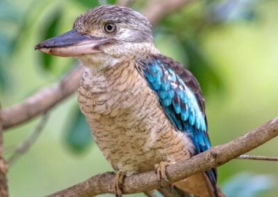 Blue-winged Kookaburra perching on the branch of a tree with green leaves in the background