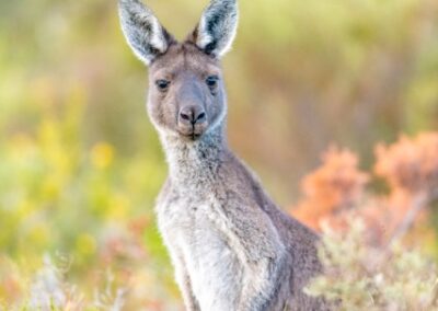 A Western Grey Kangaroo spots the camera from the bushes