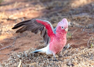 A Galah on the ground with it's wings outstretched