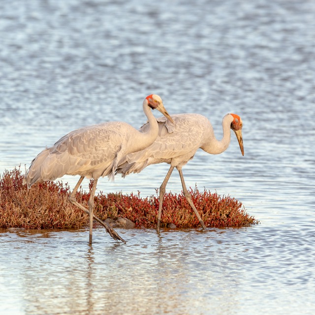 A pair of Brolgas feeding on a wetland area of the Western Treatment Plant in Victoria