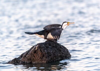 Australian Pied Cormorant