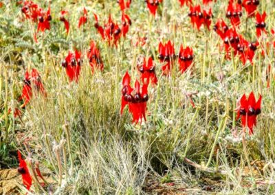 Sturt Desert Pea plants